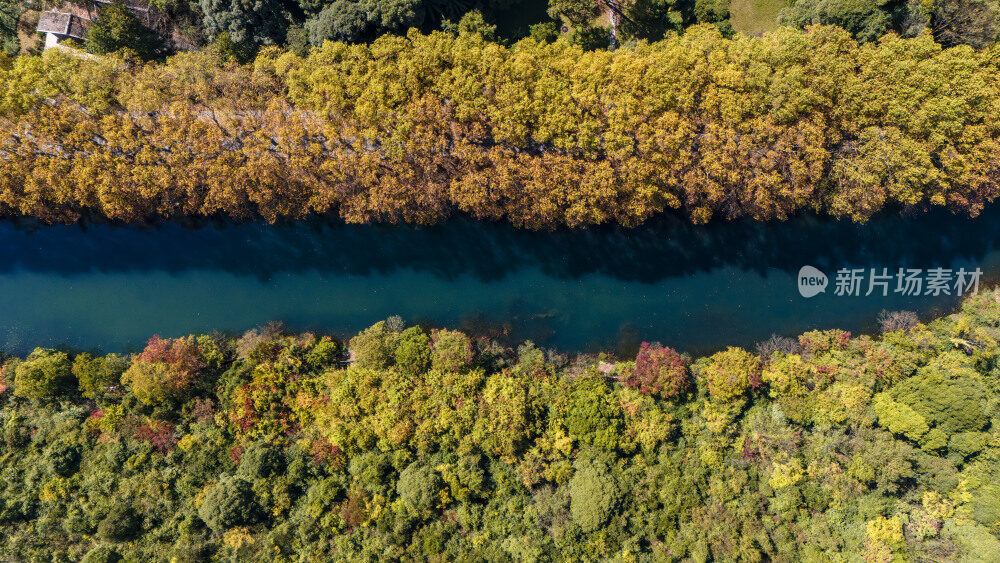 航拍黄金大道梧桐换金色秋装似油画
