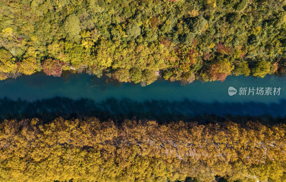 航拍黄金大道梧桐换金色秋装似油画