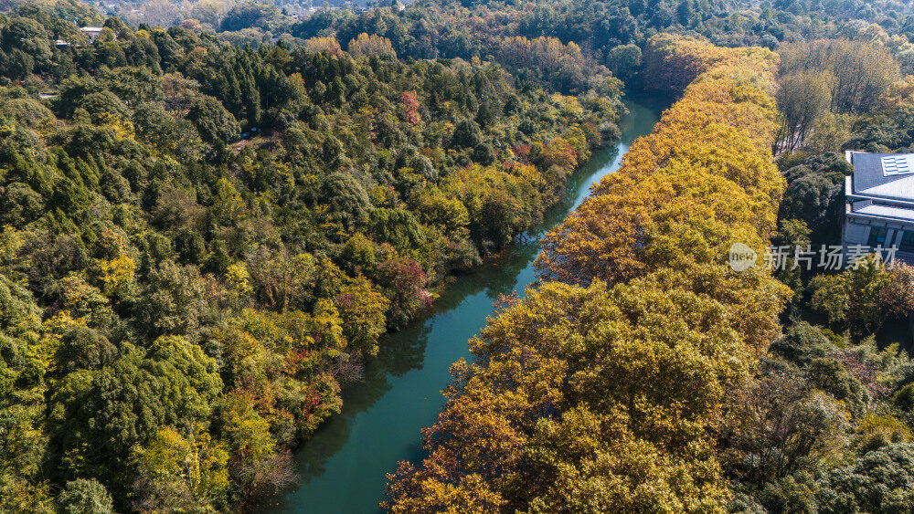航拍黄金大道梧桐换金色秋装似油画