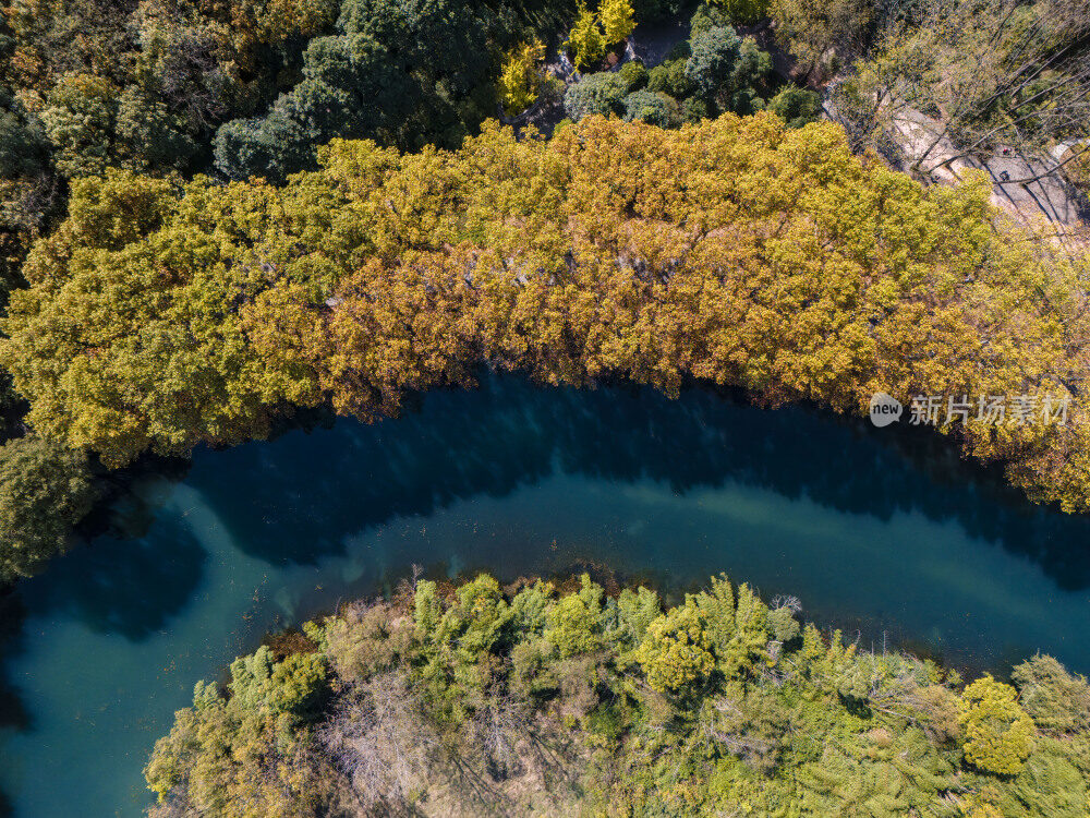 航拍黄金大道梧桐换金色秋装似油画