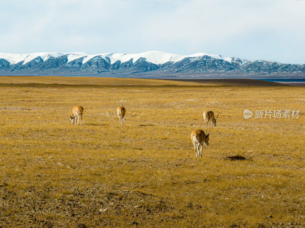 可可西里藏羚羊