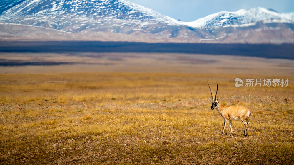 可可西里藏羚羊