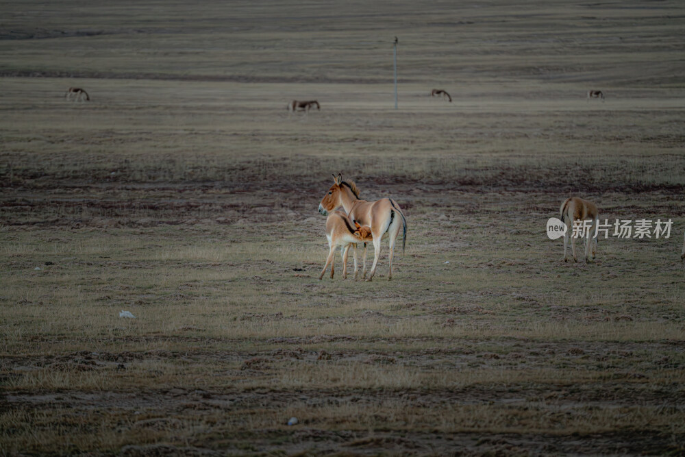 可可西里藏野驴