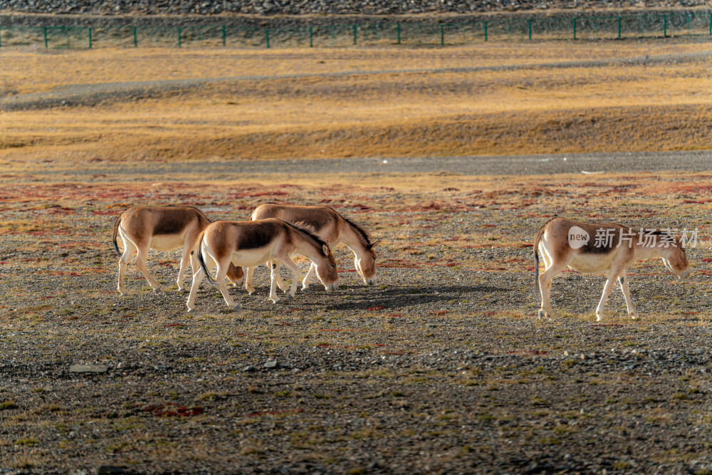 可可西里藏野驴
