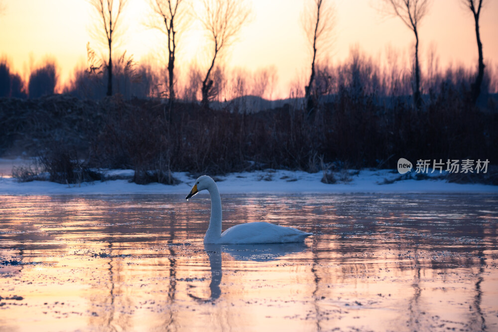 朝阳冬季冰雪晨雾中的天鹅