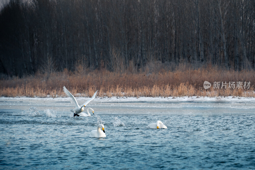 朝阳冬季冰雪晨雾中的天鹅