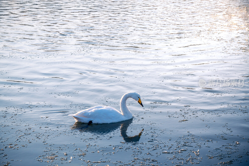 朝阳冬季冰雪晨雾中的天鹅
