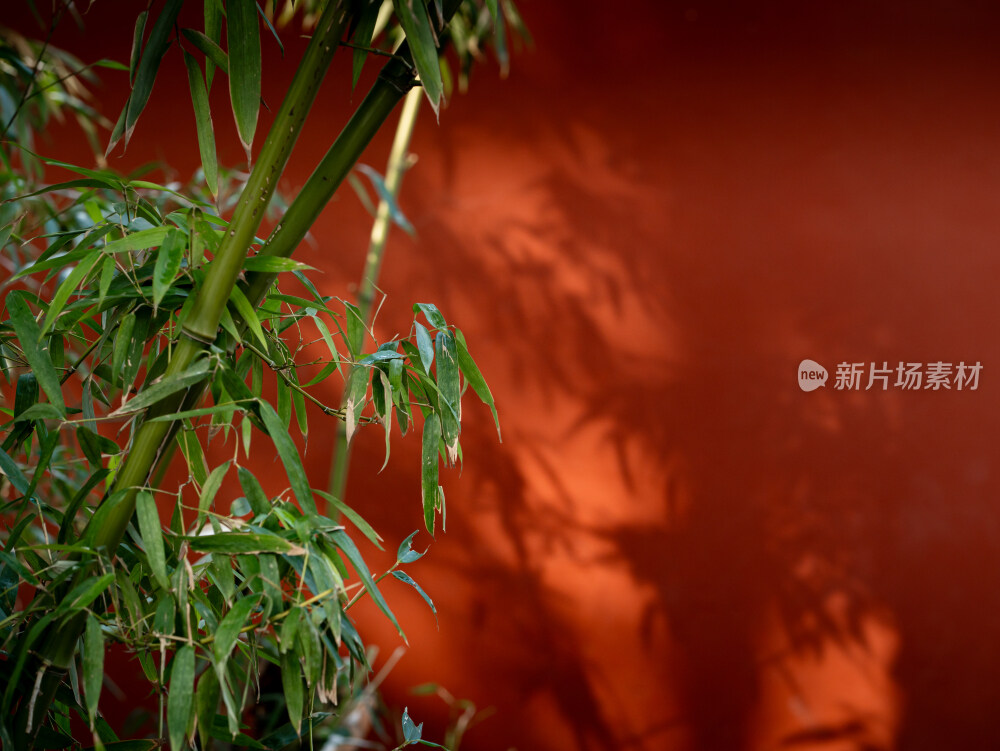 红墙下的竹子竹影背景