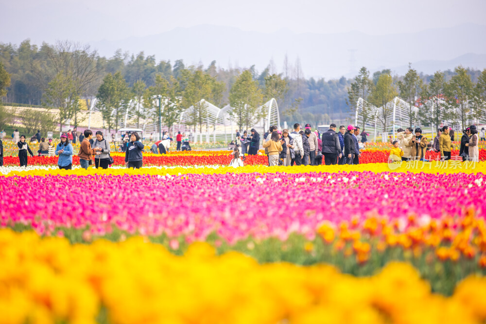 春天郁金香油菜花花海