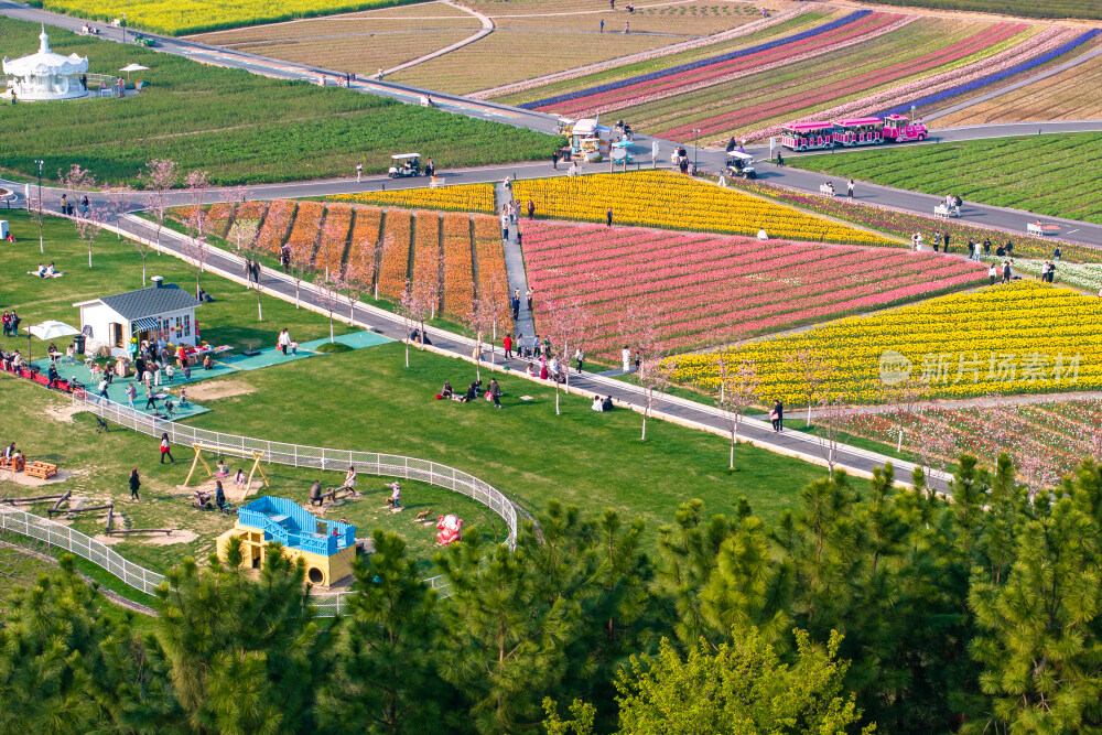 春天郁金香油菜花花海