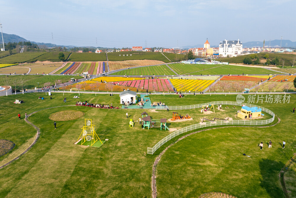 春天郁金香油菜花花海