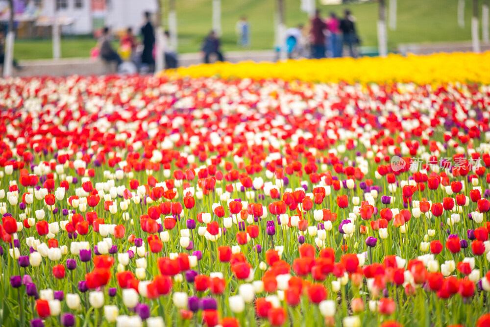 春天郁金香油菜花花海