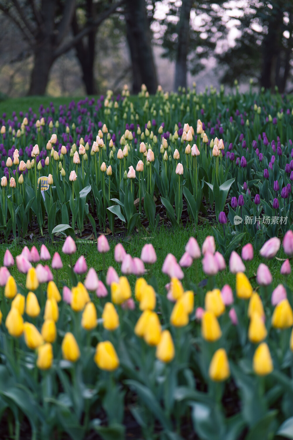 杭州太子湾郁金香
