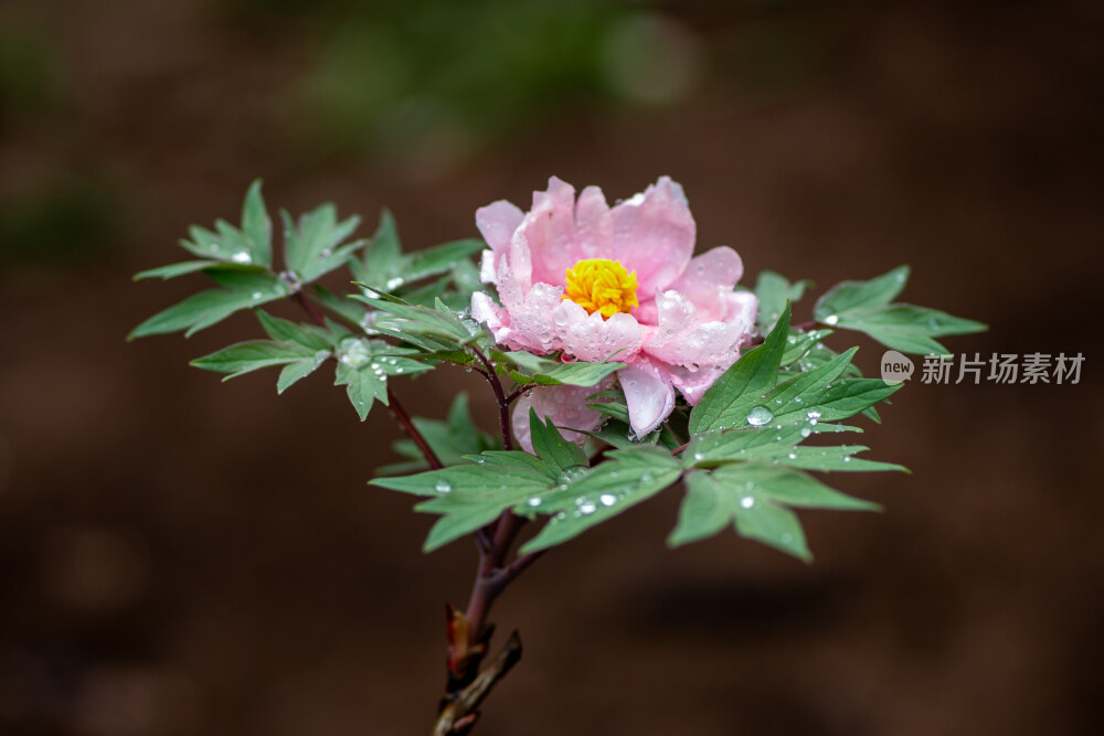 雨中盛开的牡丹花