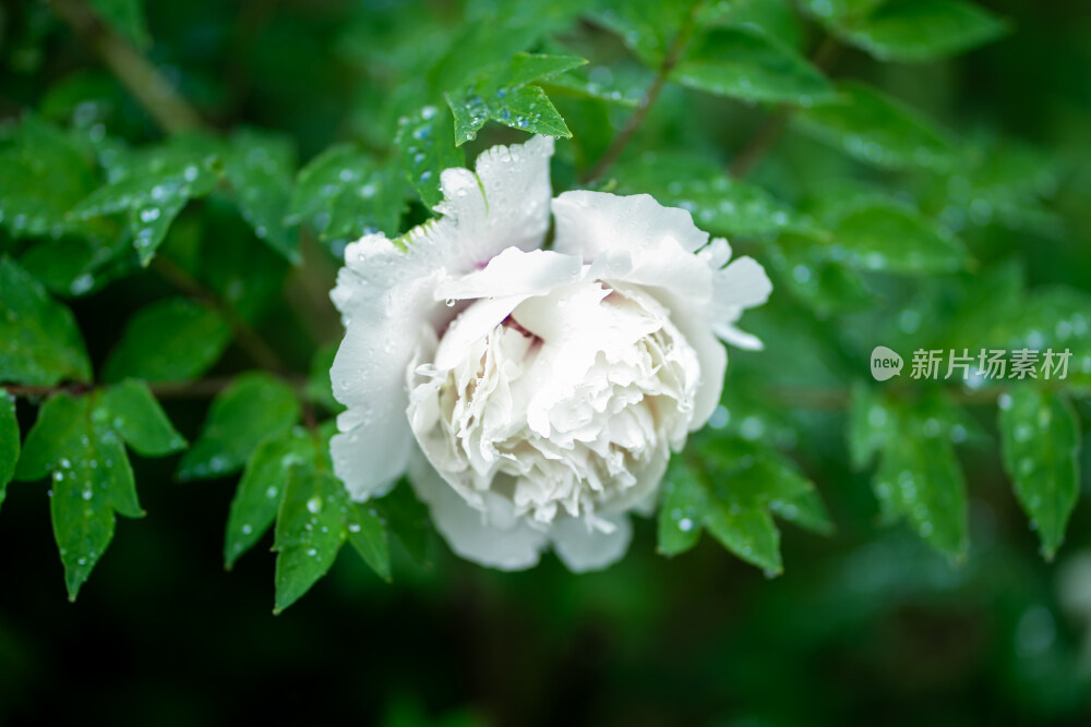 雨中盛开的牡丹花