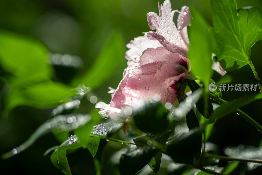 雨中盛开的牡丹花