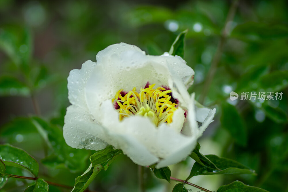 雨中盛开的牡丹花
