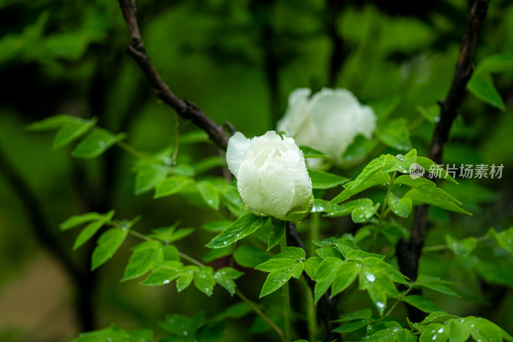 雨中盛开的牡丹花