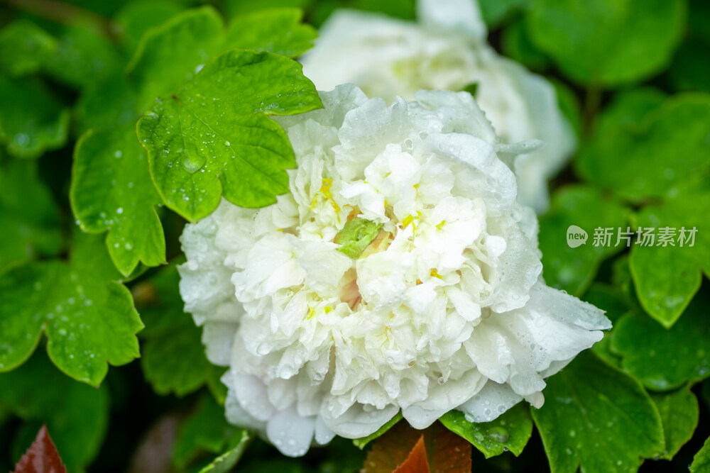 雨中盛开的牡丹花