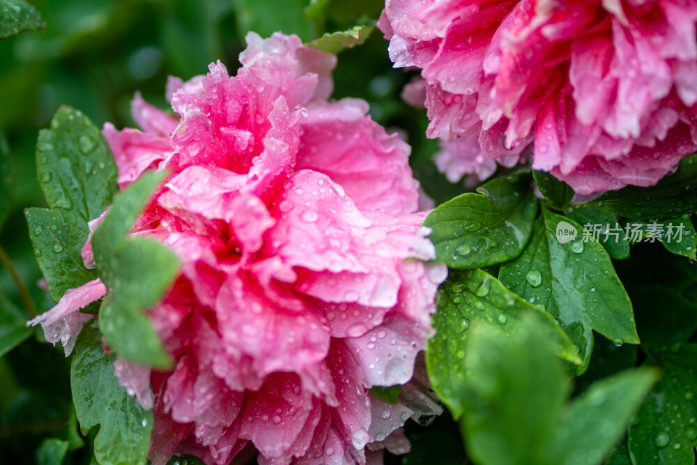 雨中盛开的牡丹花