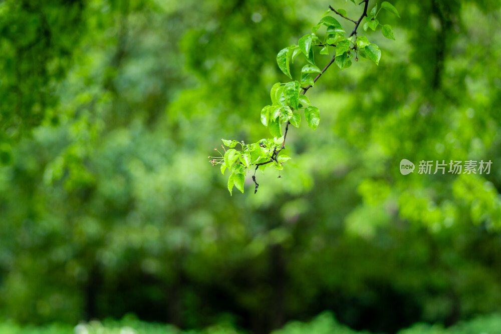 雨中盛开的牡丹花