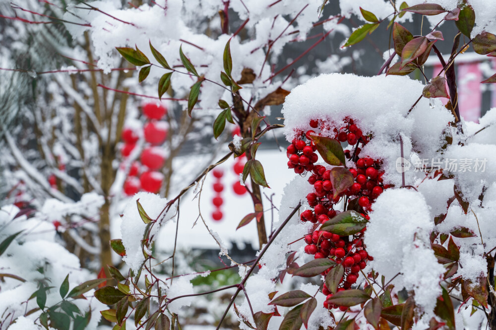 成都龙泉山下雪