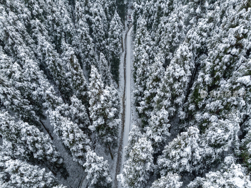 森林下雪航拍