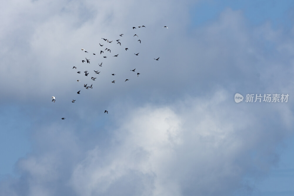 蓝天白云下的飞行家