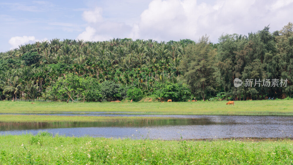 海南椰林草原牧场