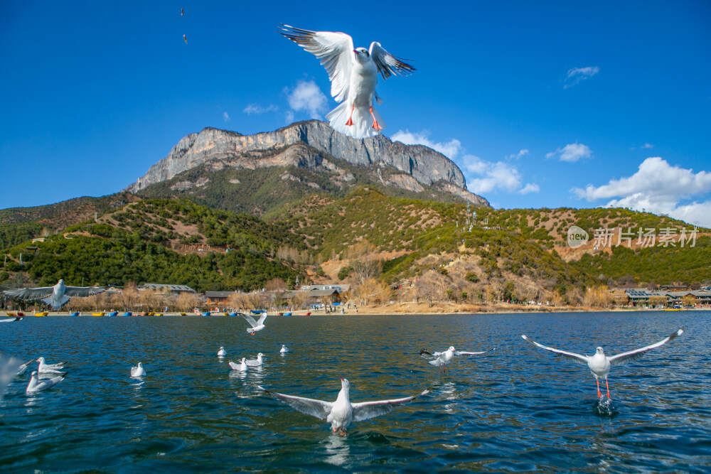 泸沽湖海鸥实拍