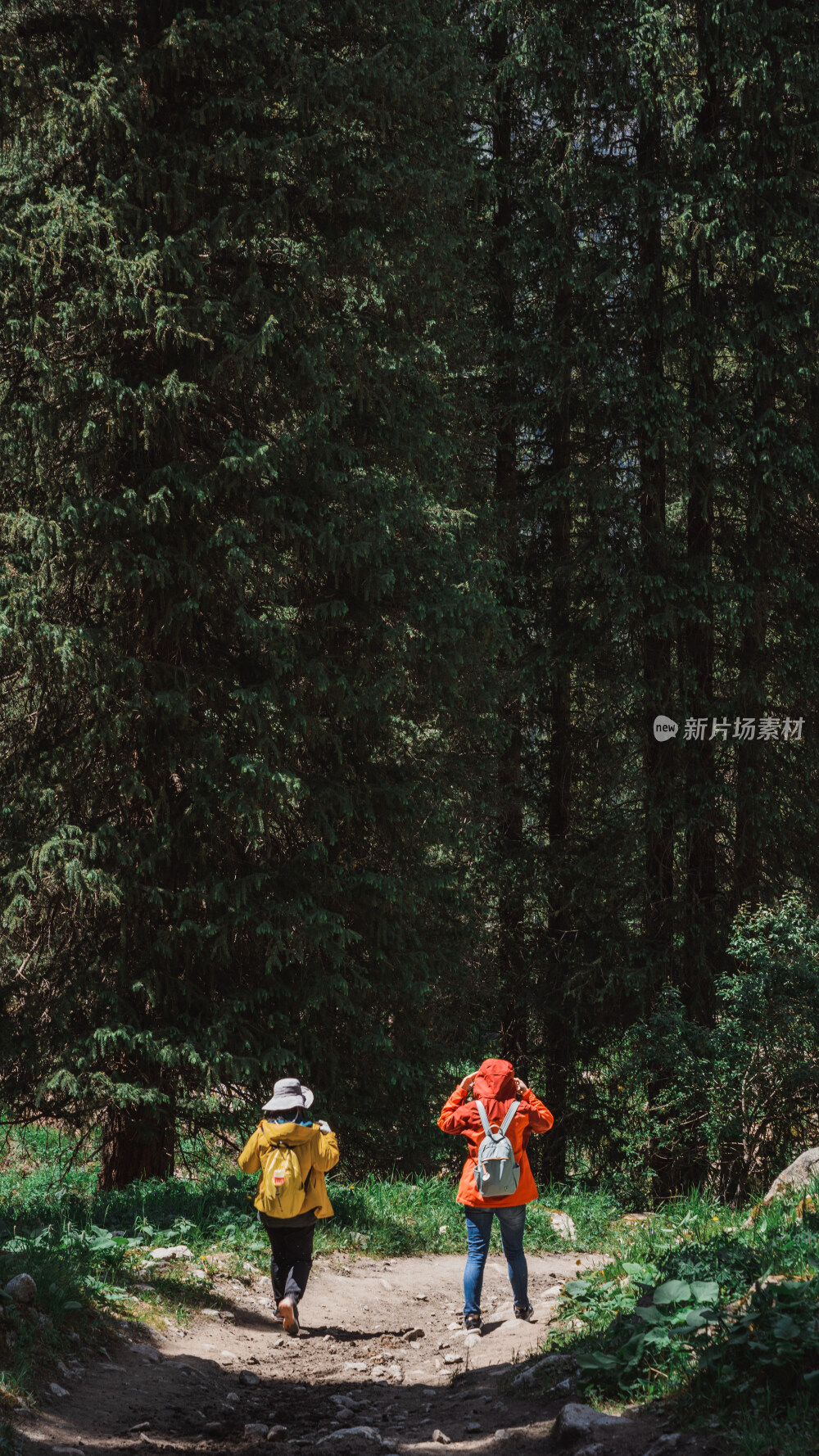 新疆夏塔古道国家森林公园