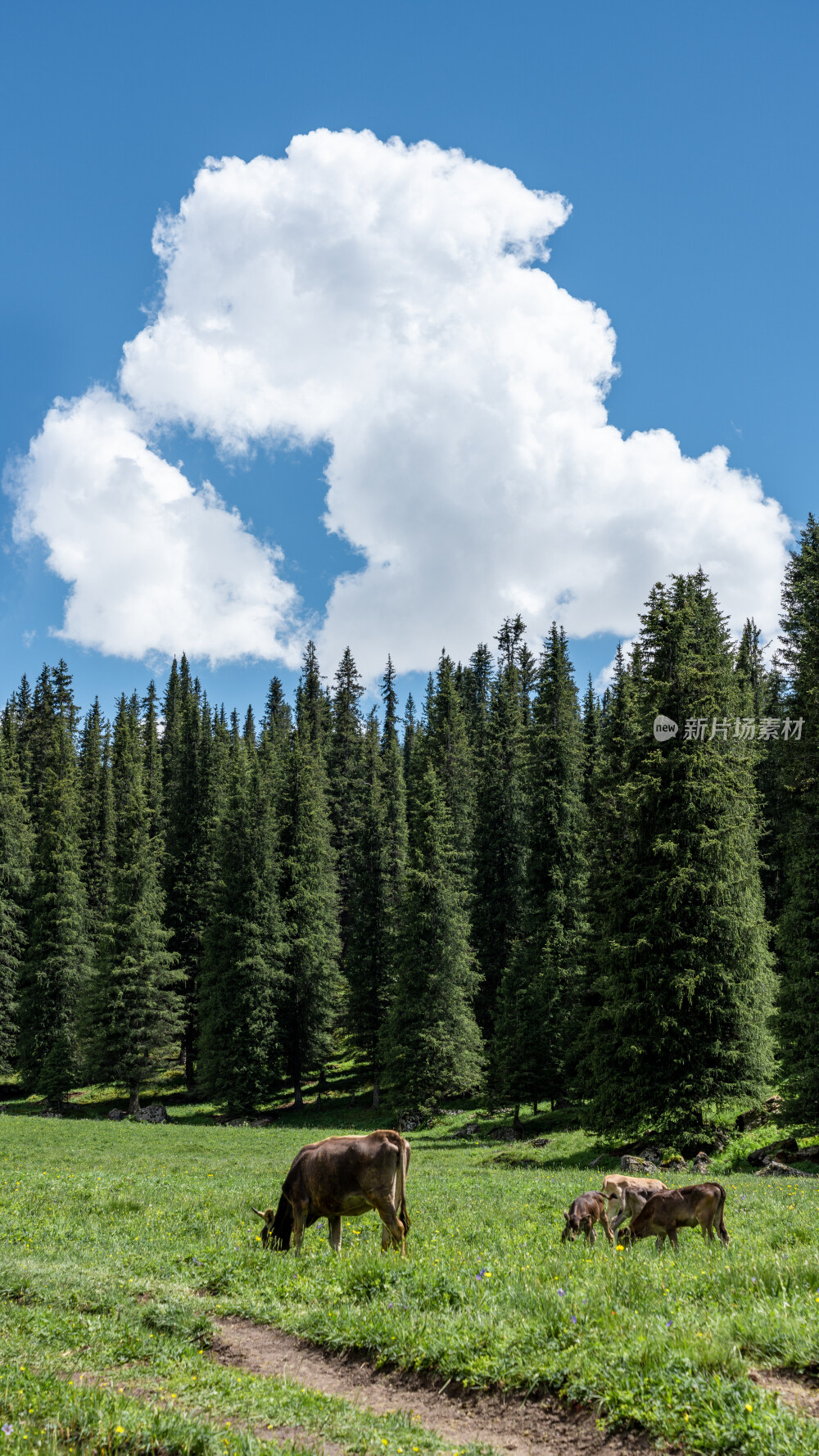 新疆夏塔古道国家森林公园