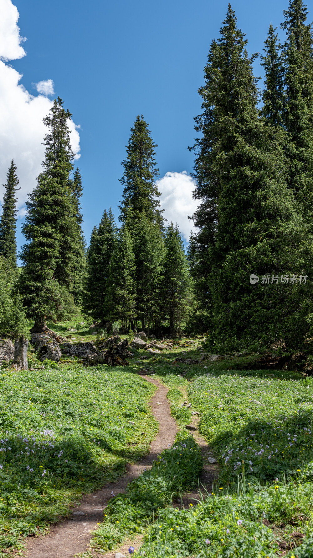 新疆夏塔古道国家森林公园