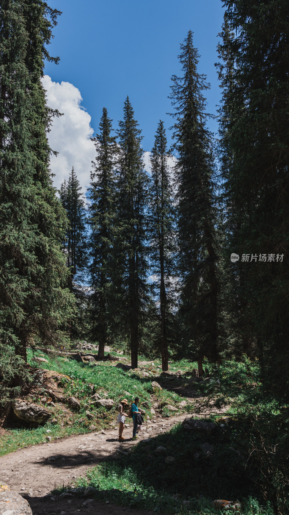 新疆夏塔古道国家森林公园