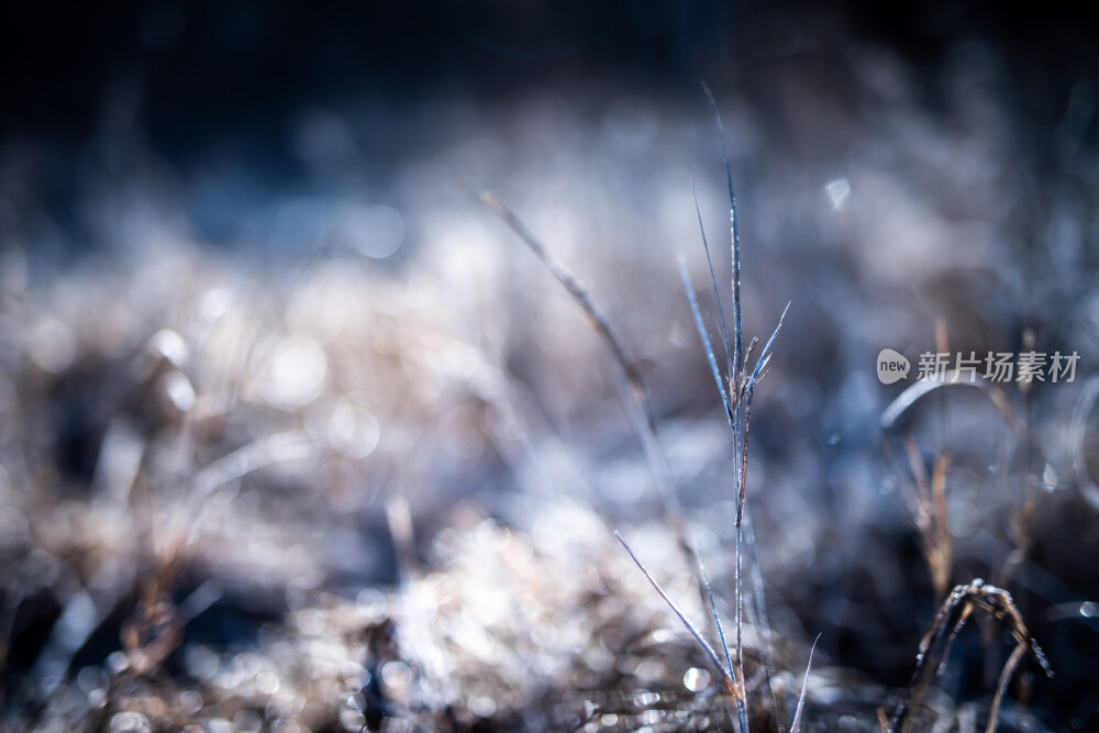 内蒙古阿尔山清晨霜冻植物