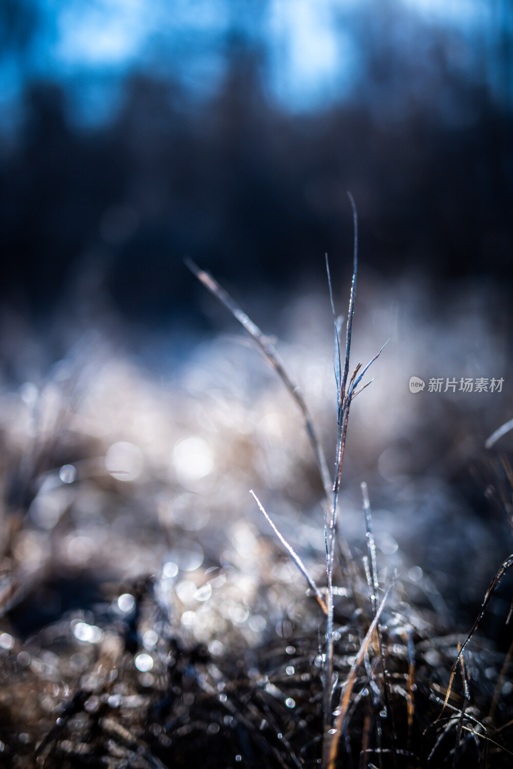 内蒙古阿尔山清晨霜冻植物