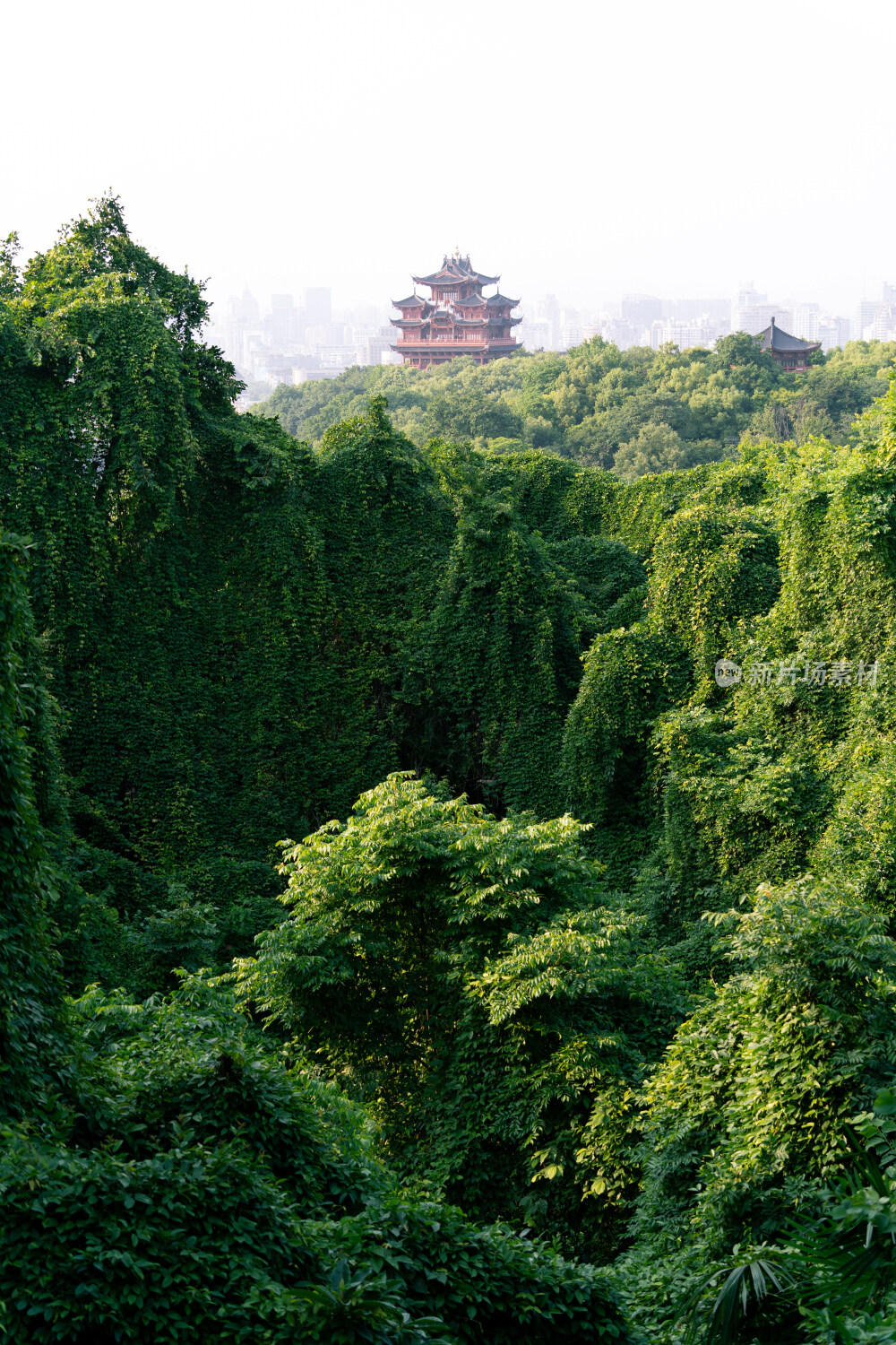 绿树包围的杭州城隍阁