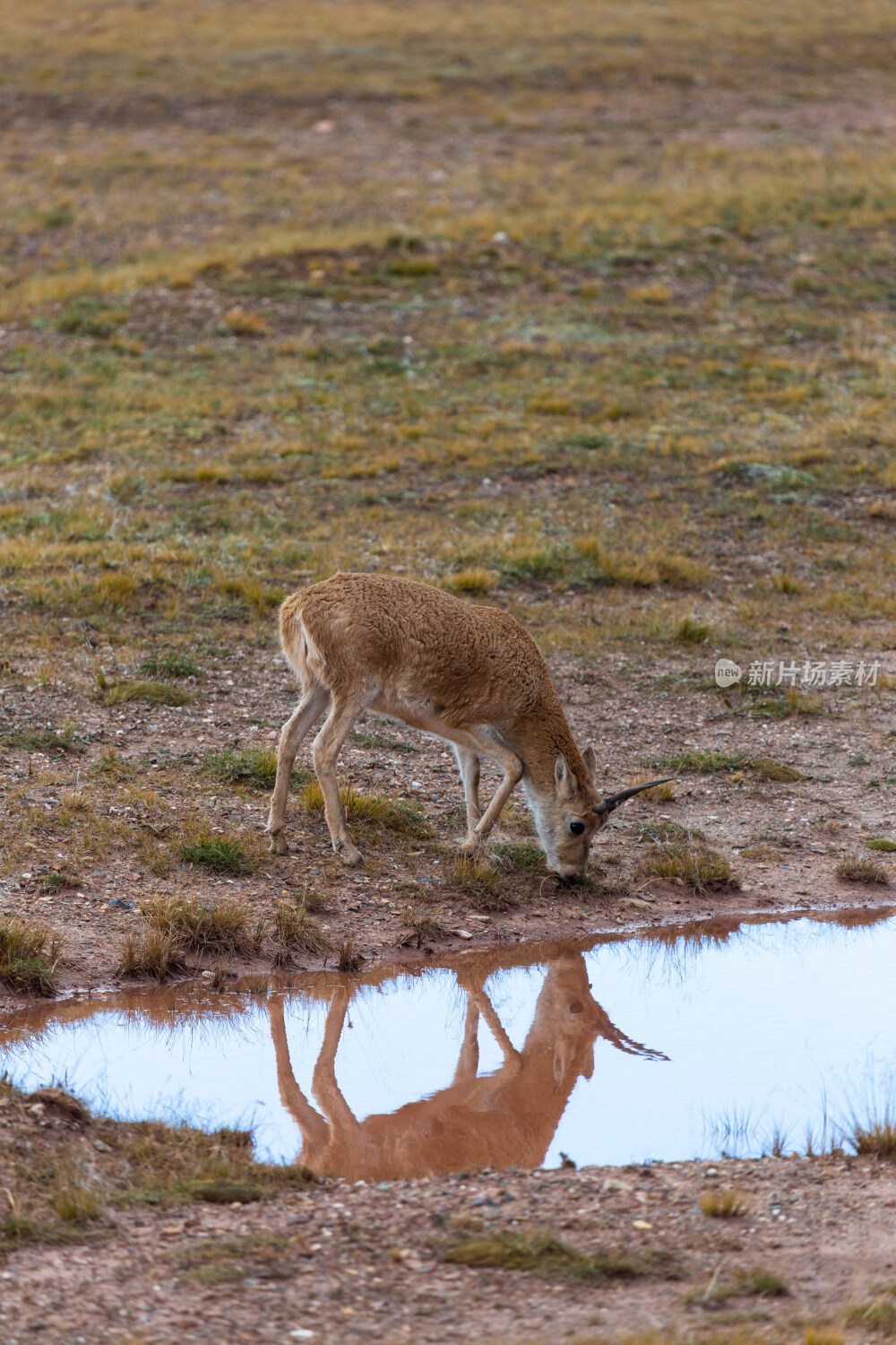西藏草原可可西里藏羚羊