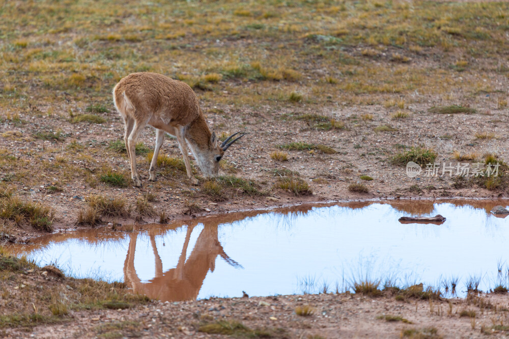 西藏草原藏羚羊