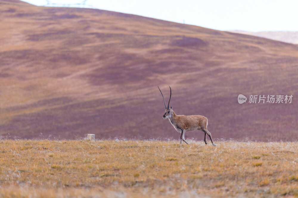 西藏可可西里藏羚羊