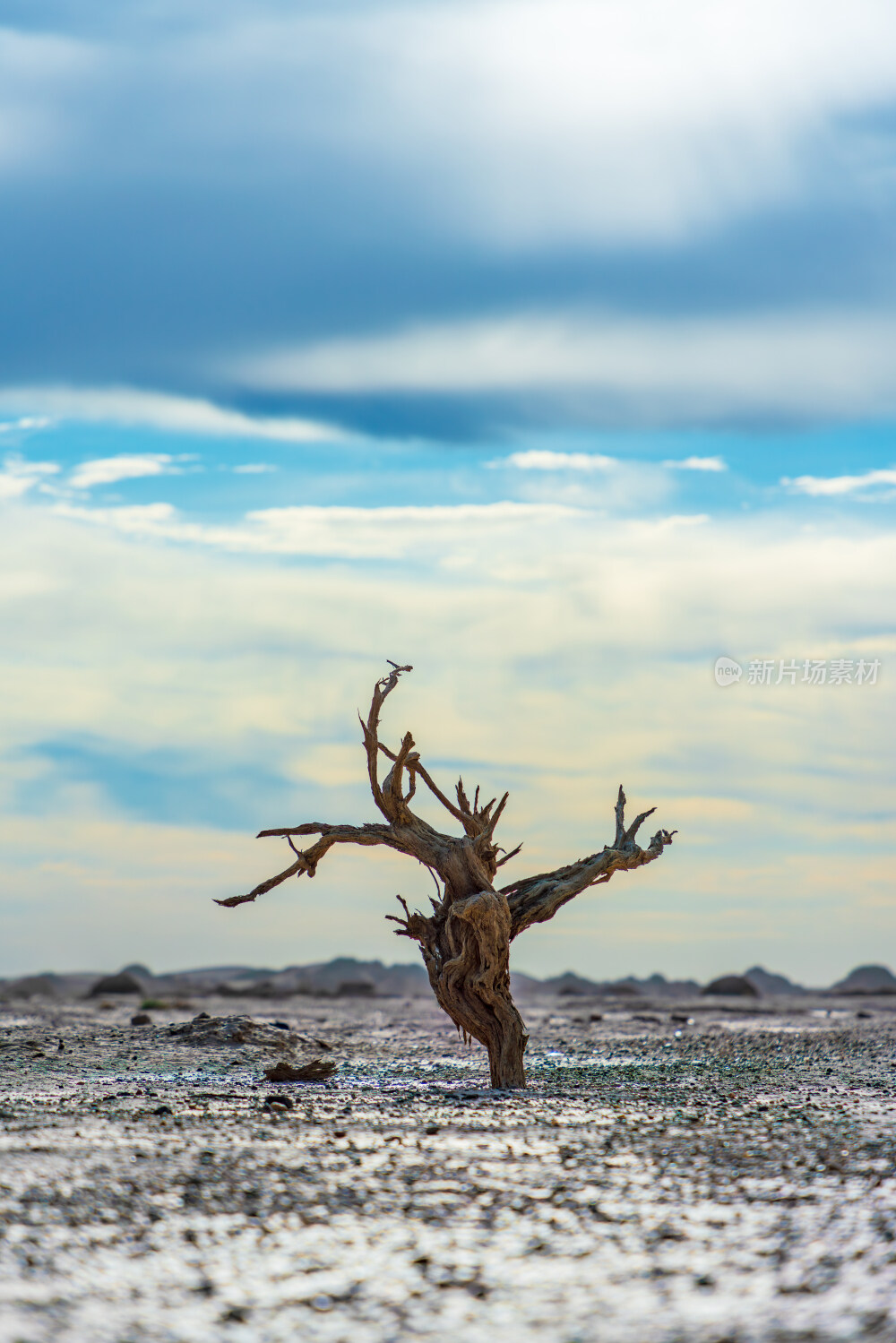 干旱大地上的枯树