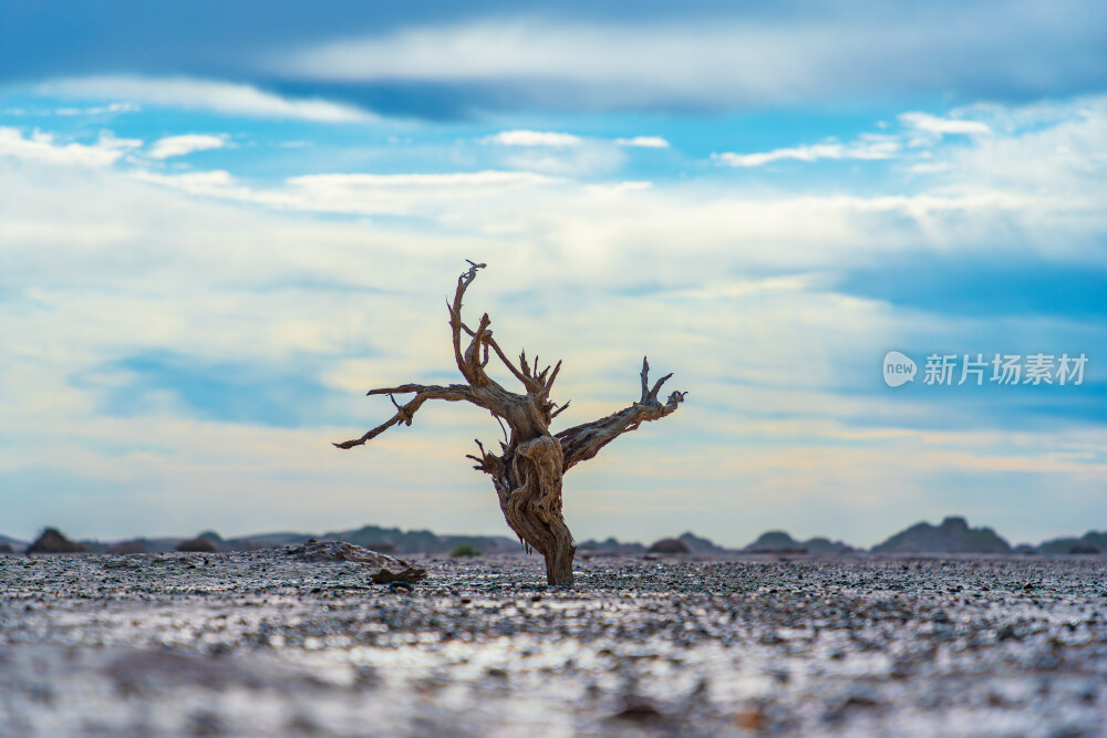 干旱大地上的枯树