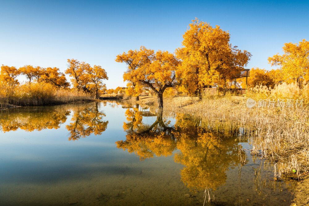 新疆金黄胡杨林倒映在湖中