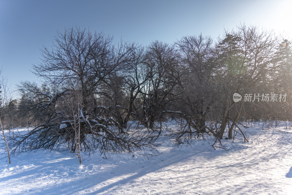冬季冰雪森林风景图片