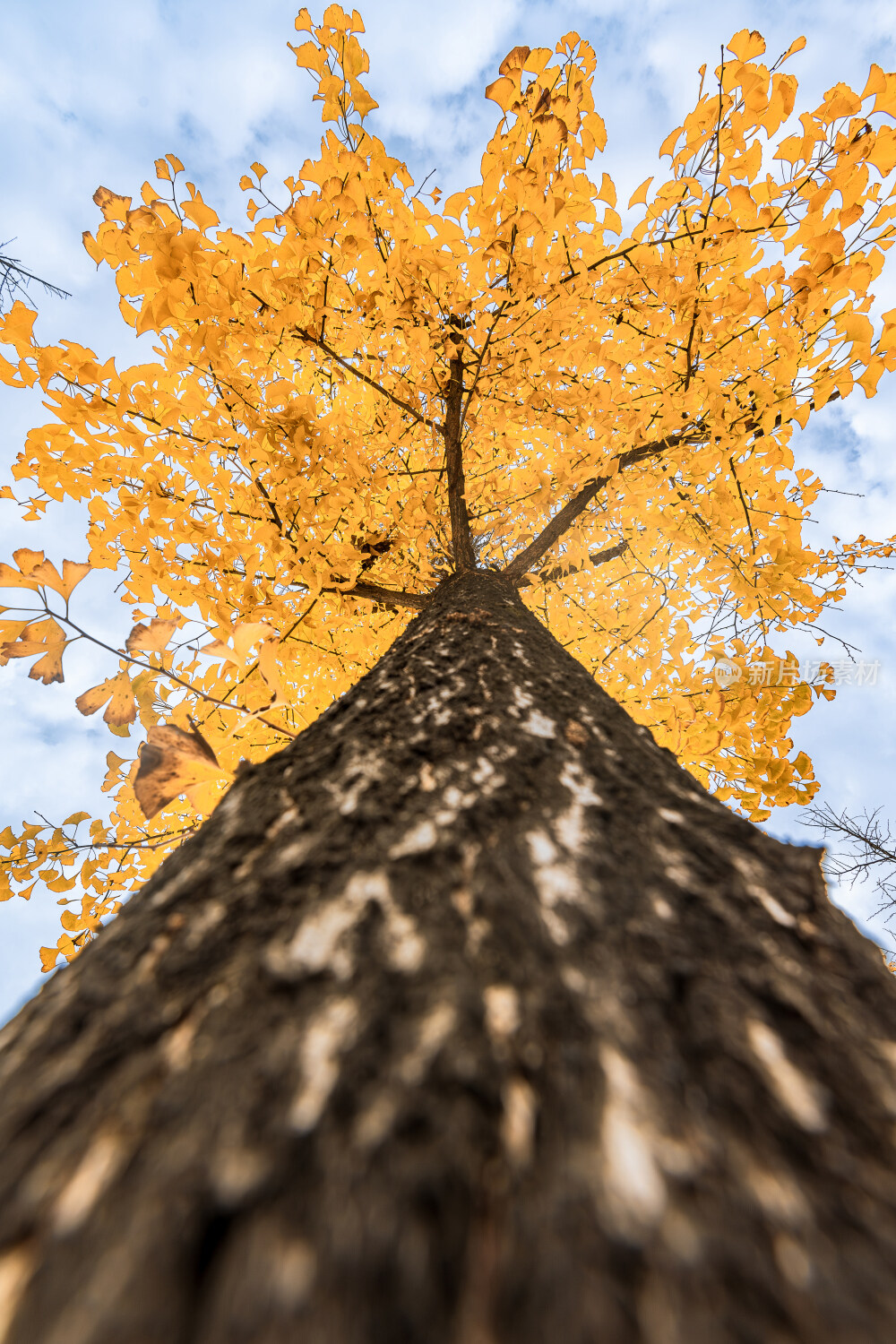 秋天秋叶秋景山林枫叶唯美