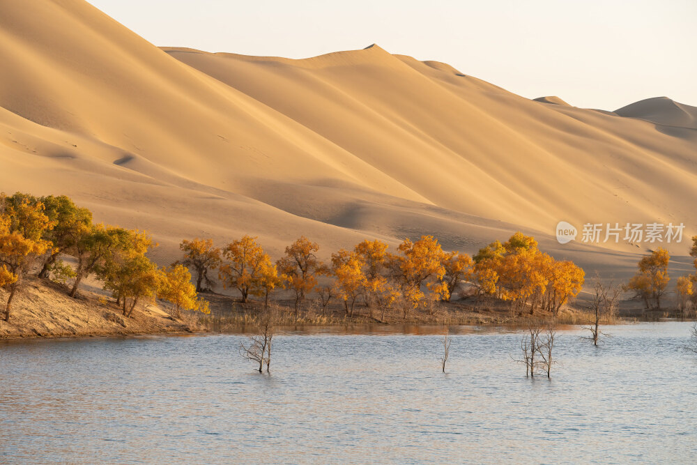新疆巴州罗布湖塔塔秘境沙漠水上胡杨林