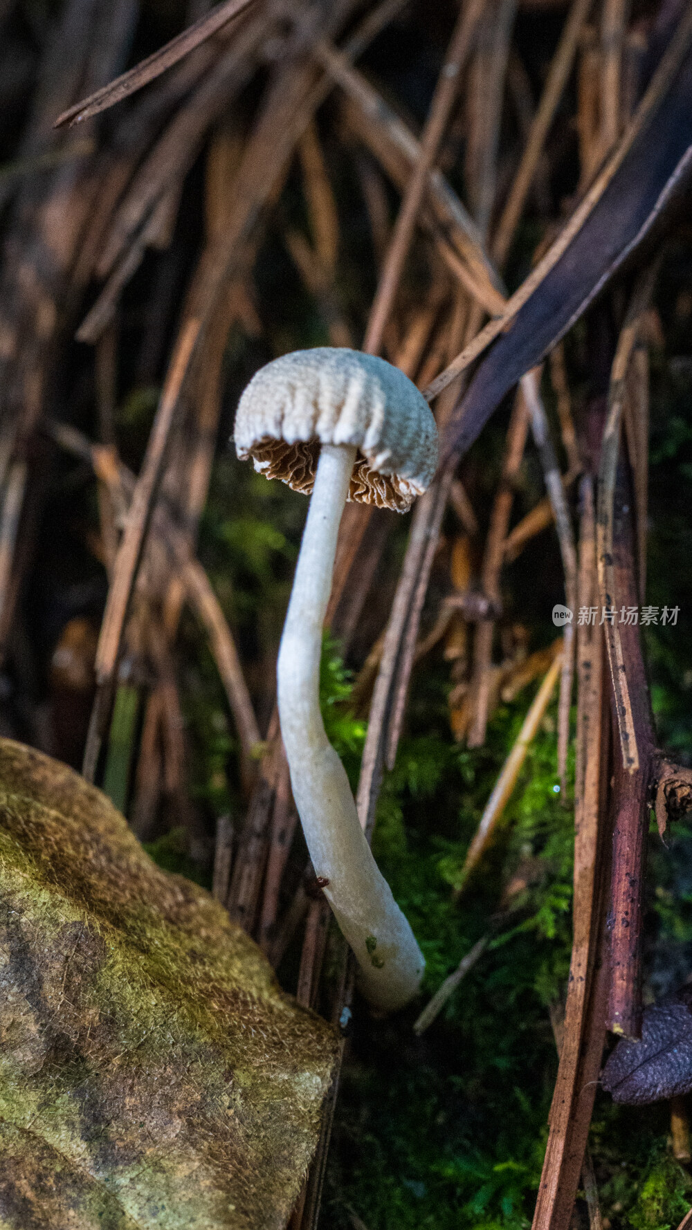 微距拍摄森林中的野生蘑菇