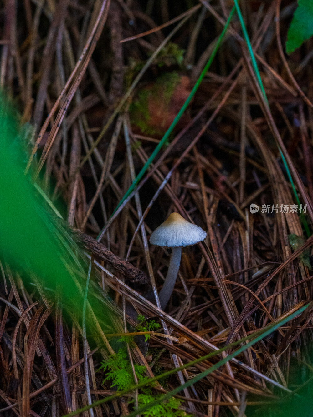 微距拍摄森林中的野生蘑菇