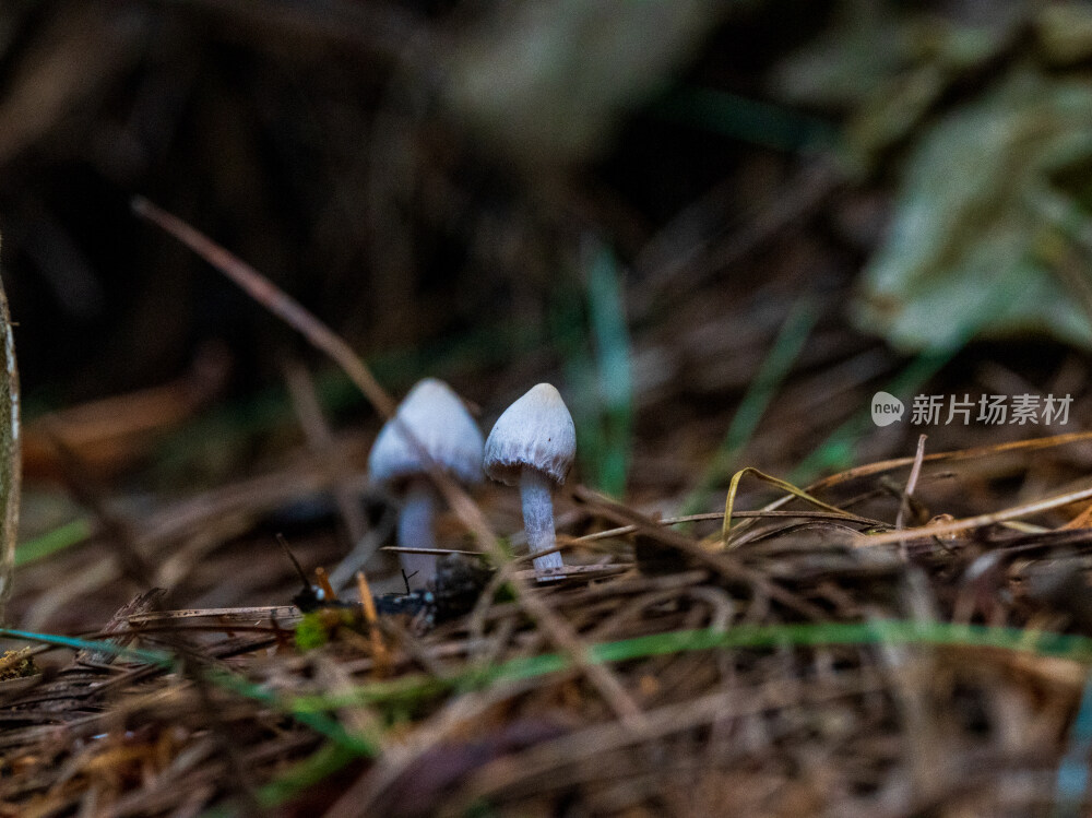 微距拍摄森林中的野生蘑菇