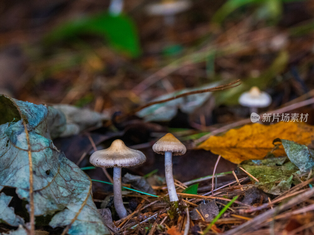 微距拍摄森林中的野生蘑菇